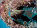 Mottled Grouper