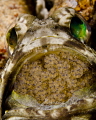 Jaw fish with eggs…less than 20% crop