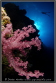 Diving with Will at Lionfish Wall, Yap Island, Micronesia
