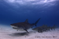 Tiger Beach 1/2011  Optical Illusion or not?  There are 2 lemon shark behind the tiger, swimming parallel to each other.