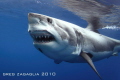 Cal Ripfin Growl
