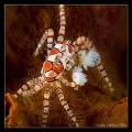 Mosaic Boxer Crab
Canon G12 (Ikelite housing)
1/250s | f5.6 | ISO 100
ND filter, -2 EV, Spot metering
Twin DS 161's (slightly forward and angled in)
+5 Subsee diopter
Sola 600 focus light