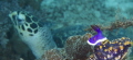 Nudi + Turtle