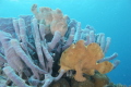 Two Frog Fish on Sponges