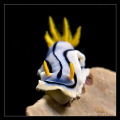 Nudibranch
Canon G12 (Ikelite housing)
1/250s | f5.6 | ISO 100
ND filter, -2 EV, Spot metering
Twin DS 161's (slightly forward and angled in)
+5 Subsee diopter
Sola 600 focus light