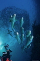 Photographer at work
Early morning dive at the Tulamben wrecks and there were schools of jacks, schools of bumphead and schools of divers as well.