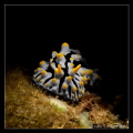 Nudibranch
Canon G12 (Ikelite housing)
1/250s | f5.6 | ISO 100
ND filter, +2 EV, Spot metering
Single DS 161 (Subsee fiber optic snoot)
+5 Subsee diopter
Sola 600 focus light