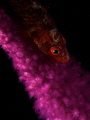 Whip goby