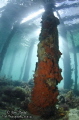 The view from under Rye Pier in Port Phillip Bay, Melbourne, Australia