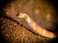Pipefish, shot with Nikon 60 mm macro