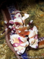Harlequin Shrimp. Taken in Playas del Coco in Northern Costa Rica. One of the first pictures i took back in May 2011.
F 8
Exposure 1/2000