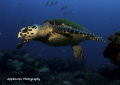 Young Hawksbill Turtle 