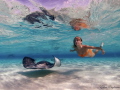 The girl in the picture is my firstborn and she saw the light:-) more than 14 years ago under water...I guess this makes this image predestined!
Shot with Olympus EPL-2, Panasonic 8mm, 1/320 f6.3 Iso 200, magic filter.