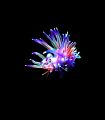 Nudibranch