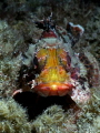 Scorpionfish