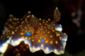 A shining nudi
Northeast Coast Taiwan