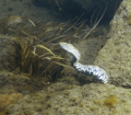 Snakes dinner
