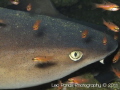 White tip reef shark. Trianodon Obesus. Taken at Playas del Coco, Guanacaste - Costa Rica. Kit: Canon G12