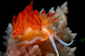 Hot Nudi