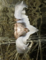 Snail diver:-)