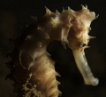 Sea horse taken at Tasi Tolu dive site west of Dili