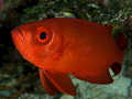 Ride ;-)
Big Eye Fish & Cleaner Wrasse