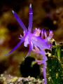 Flabellina