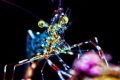 CLEANER SHRIM PORTRAIT edited in Photoshop, Lightroom, Topaz filters and Photo scape!