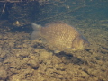 Carassius carassius