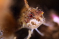 Threefin on a shoredive, size 2 cm
CanonD500 60 mm macrolens with Inon wetlens, two InonZ240 strobes
F/5.6 1/160 ISO 100