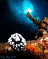 Micro Fisheye Lens - Olympus XZ-1
Tulamben shipwreck - Bali