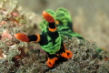 Nembrotha Kubaryana from Amed East-Bali
Canon G10 Seatool housing Tv 100 F/3,2 ISO 80 cropped, internal flash -1/3
