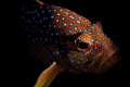 Panasonic GF1, Macro Leica 45mm, 10bar housing, YS120
