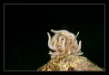Mimic Nudibranch