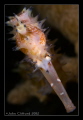 Thorny Seahorse
