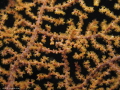 Pygmy Seahorse - Lembeh Straits, Indonesia