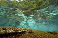 A healthy reef top in Misool, Irian Jaya - West Papua - Indonesia