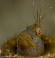 Dr. Seuss, Whoville! He had to have been a diver.
