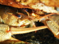 Crayfish