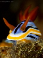 Chromodoris