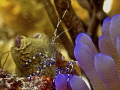 cleaner on anemone...no flash 25' on Klien bonaire