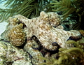 2 octo's XXX