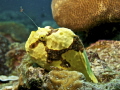 bruce bowkers resident frog fish...winter of2021