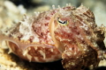 Close enough to Cuddle, Mindanao sea taken with canon 7d 60mm macro/ ikelite housing. Welcome all feedback to improve my skills.