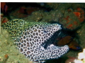 its a wreck dive,golf of oman, 100 feet..using ge gx5 camera, sea and sea housing. his name is mr fred, he is a fulltime resident of this wreck...