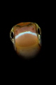 Fangblenny