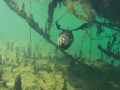 Tachybaptus ruficollis