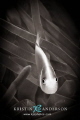 Pink anemonefish in black & white