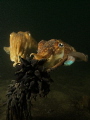 These female Sepia is putting her egg to a stick, while her partner is in the neighborhood.