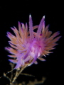Flabellina Mediterranean Sea